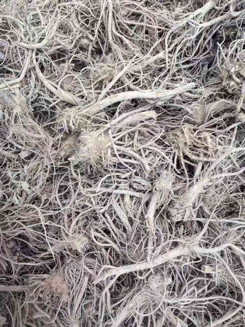 青海精品羌活大量上市自家种植一手货源产地直发药性高