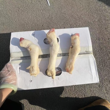 白羊蹄