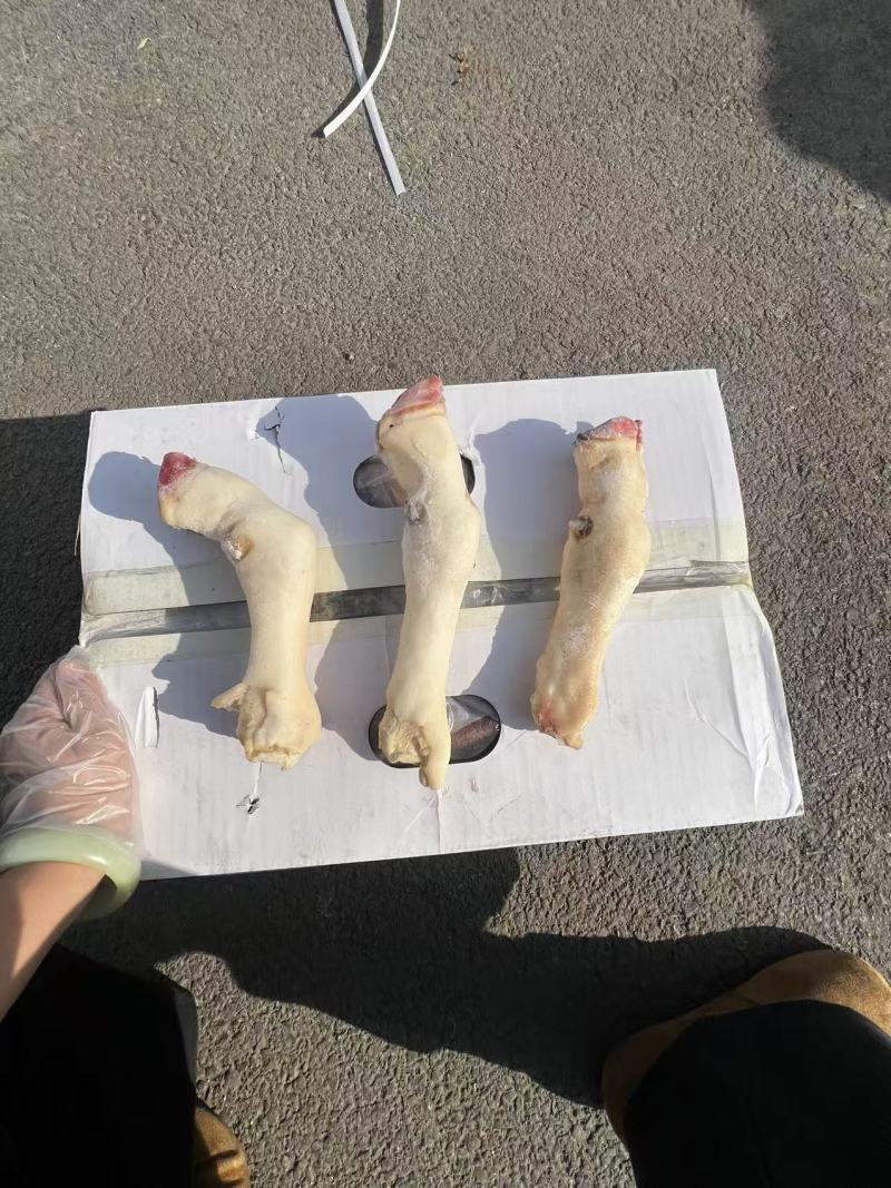 白羊蹄