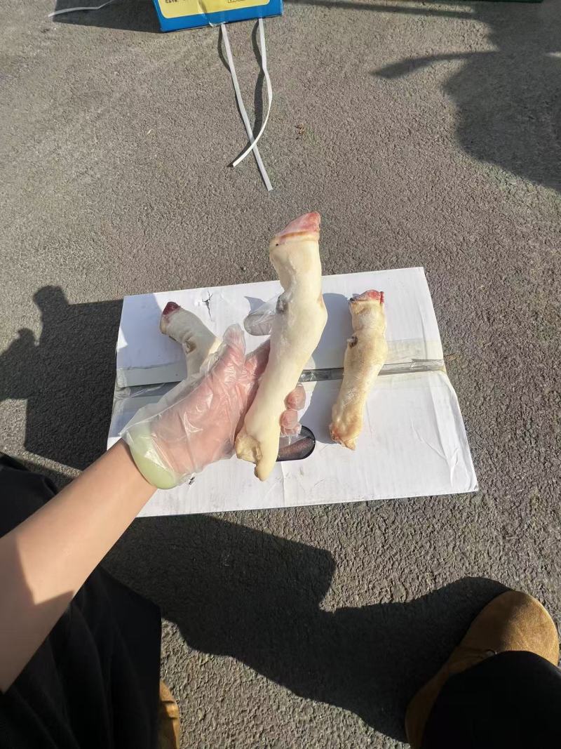 白羊蹄