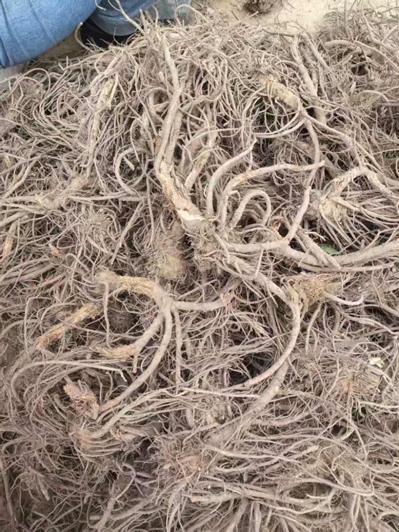 青海地区羌活地道中药材保质保量诚信经营大量供货