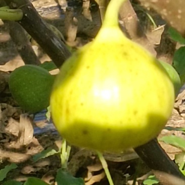 金傲芬无花果苗大果型金黄色果，果园家庭必备，量大从优