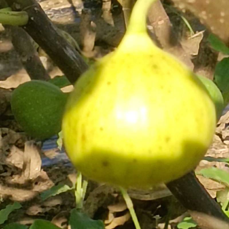 金傲芬无花果苗大果型金黄色果，果园家庭必备，量大从优