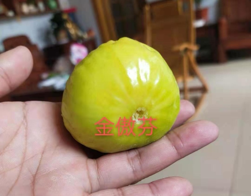 金傲芬无花果苗大果型金黄色果，果园家庭必备，量大从优