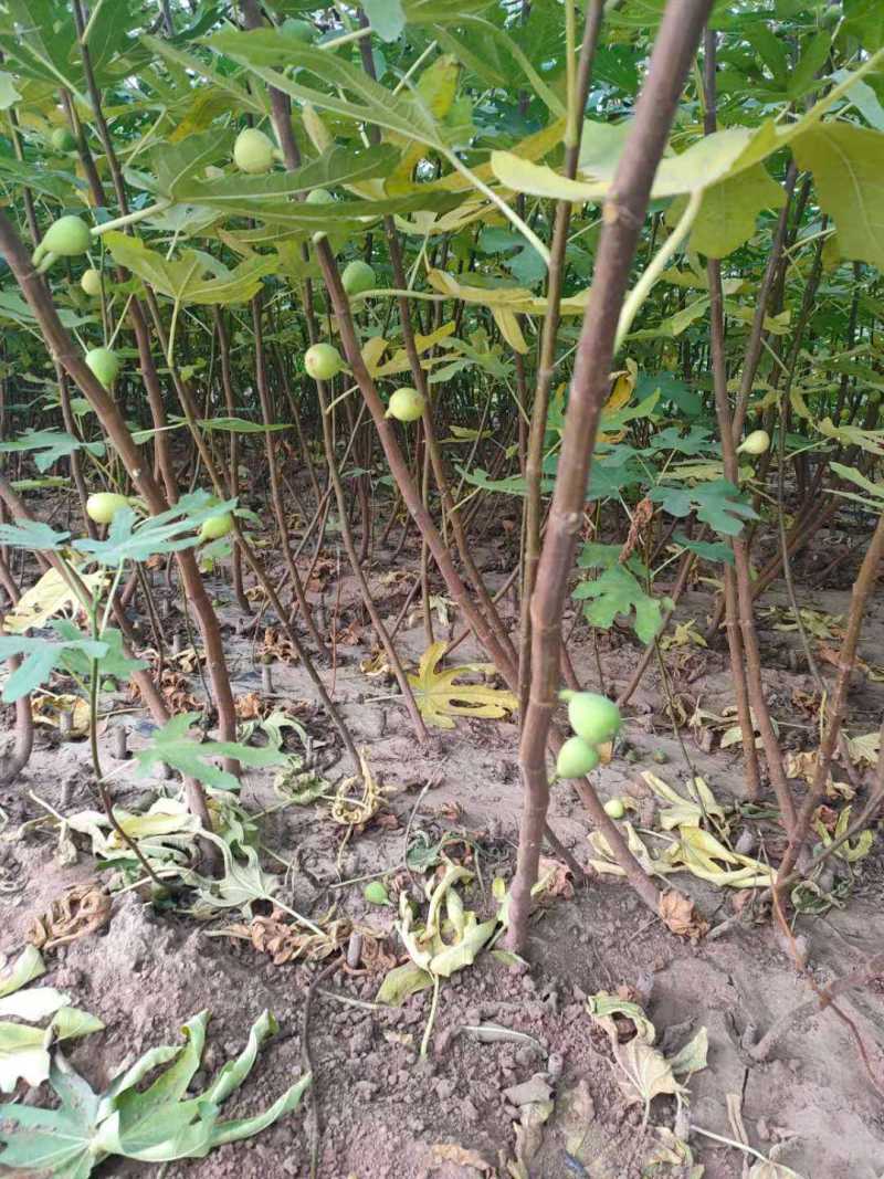 金傲芬无花果苗大果型金黄色果，果园家庭必备，量大从优