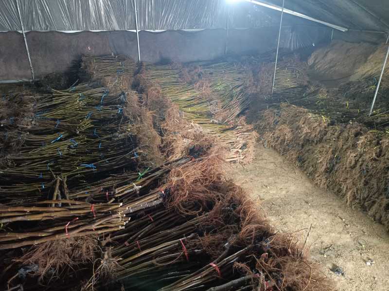 金傲芬无花果苗大果型金黄色果，果园家庭必备，量大从优