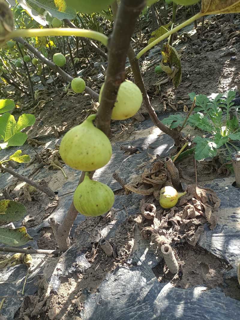 金傲芬无花果苗大果型金黄色果，果园家庭必备，量大从优