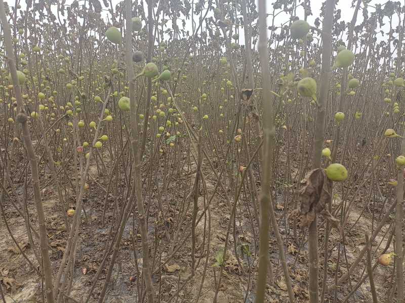 金傲芬无花果苗大果型金黄色果，果园家庭必备，量大从优