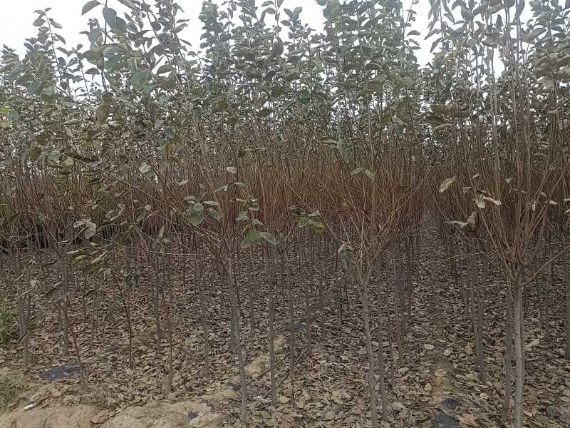 金傲芬无花果苗大果型金黄色果，果园家庭必备，量大从优