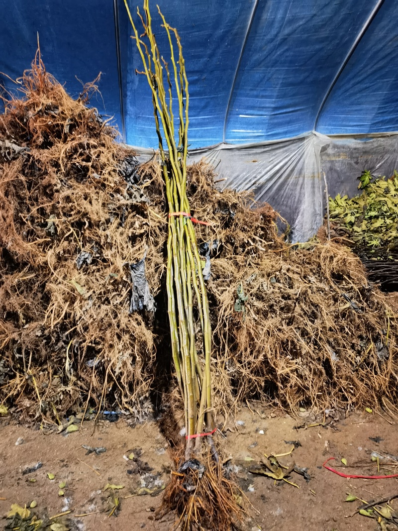 金傲芬无花果苗大果型金黄色果，果园家庭必备，量大从优