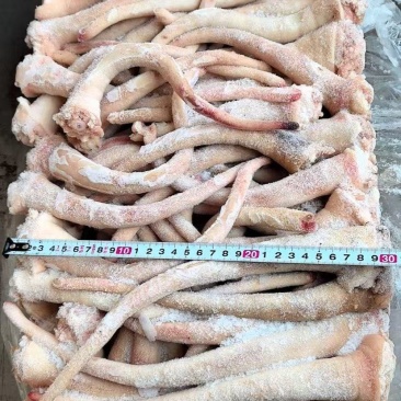 中猪长尾