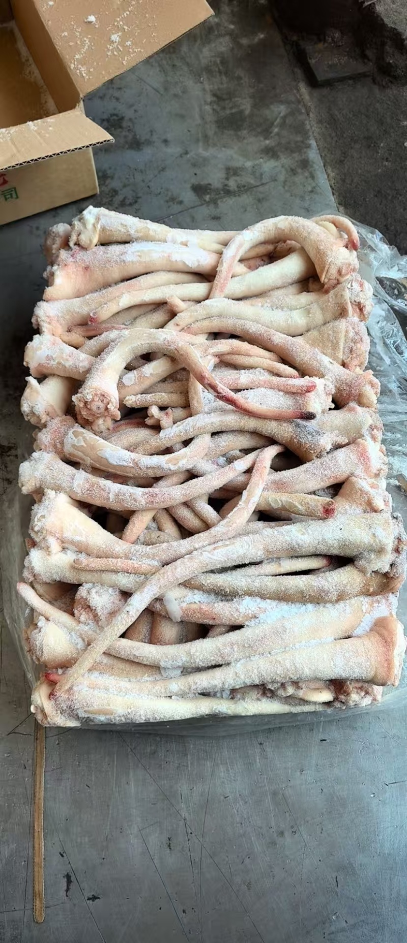 中猪长尾