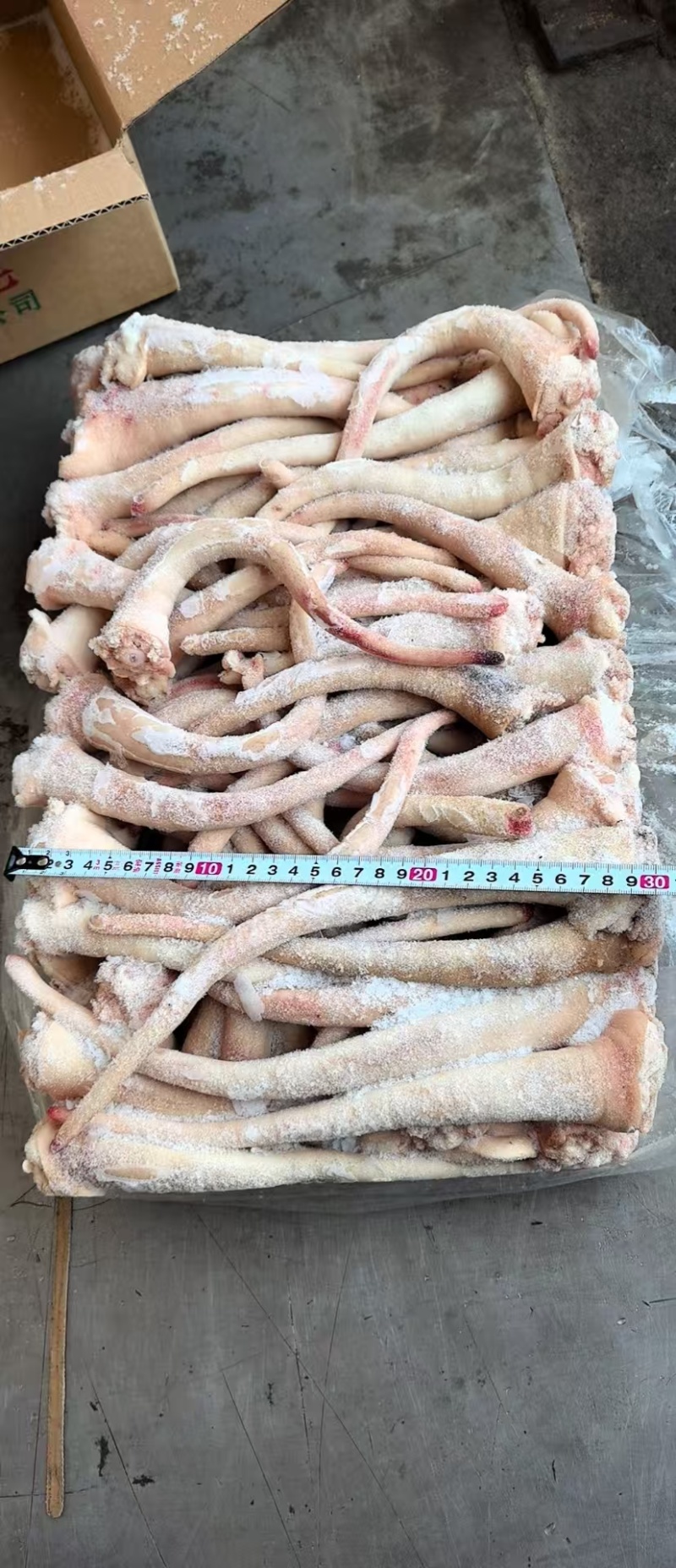 中猪长尾