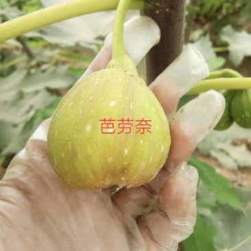 芭劳奈无花果苗苗子粗壮根系发达品种包纯当年坐果