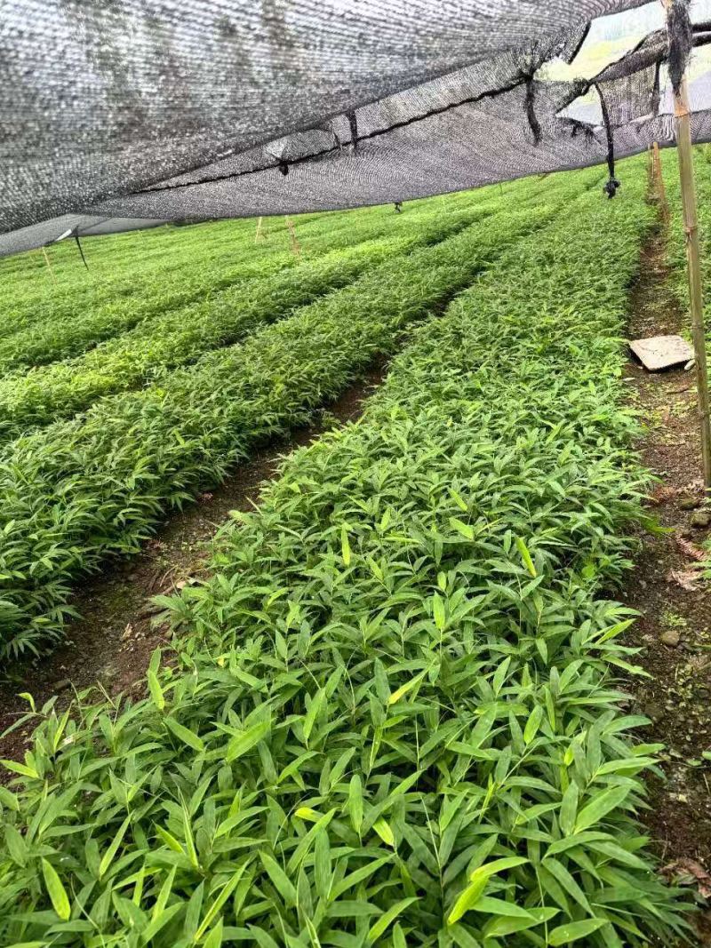 方竹