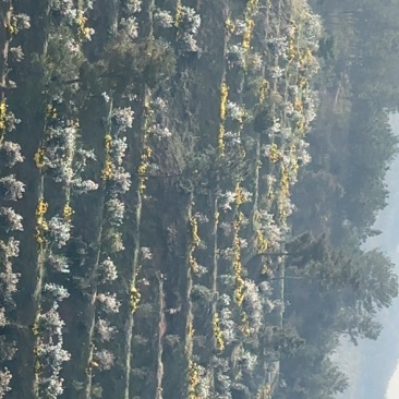 金丝皇菊菊花
