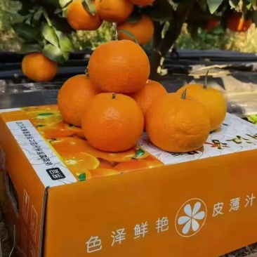 云南丽江沃柑自家果园元旦开园保证质量欢迎随时电话联系