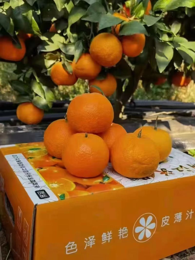 云南丽江沃柑自家果园元旦开园保证质量欢迎随时电话联系