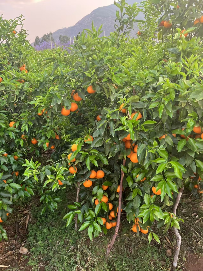 云南丽江沃柑自家果园元旦开园保证质量欢迎随时电话联系
