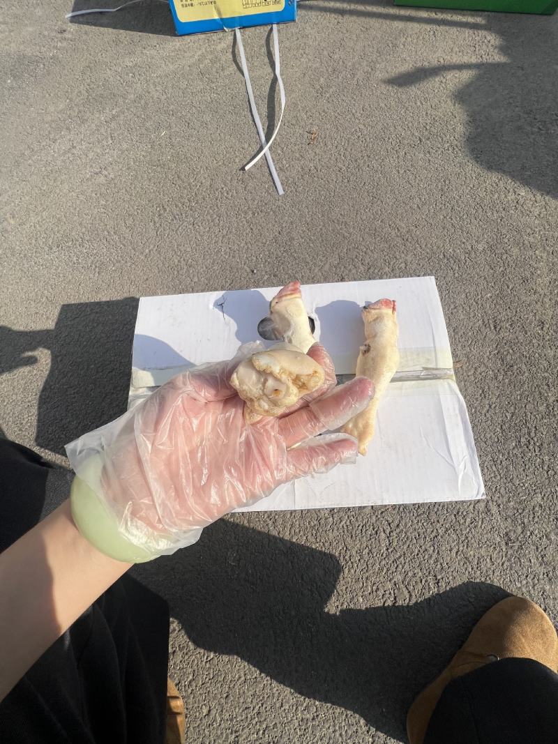白羊蹄