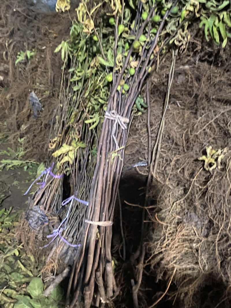 斯特拉无花果苗当年坐果不裂果丰产无病虫害品种包纯