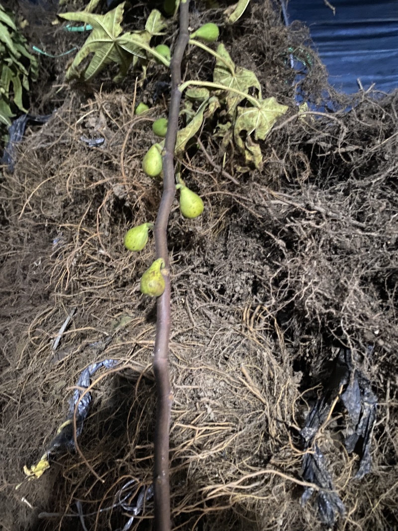 斯特拉无花果苗当年坐果不裂果丰产无病虫害品种包纯