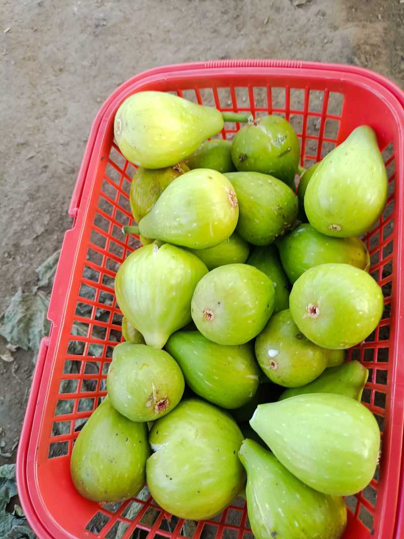 斯特拉无花果苗当年坐果不裂果丰产无病虫害品种包纯