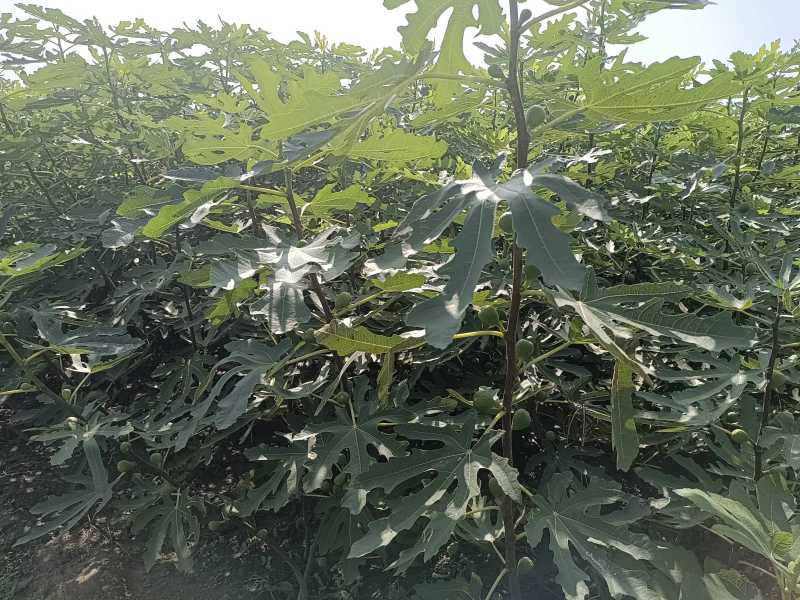 斯特拉无花果苗当年坐果不裂果丰产无病虫害品种包纯