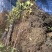 斯特拉无花果苗当年坐果不裂果丰产无病虫害品种包纯