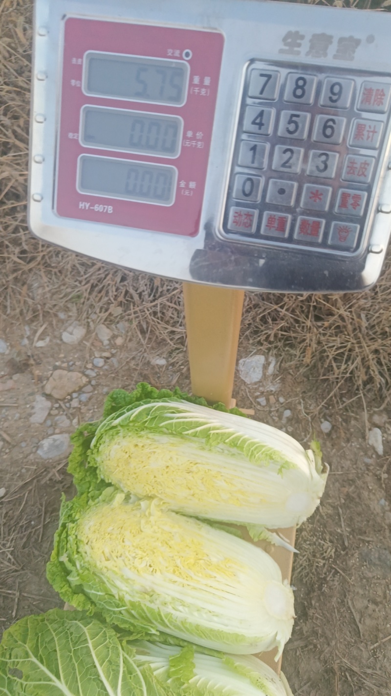 黄心白菜，有大量需要的老板联系