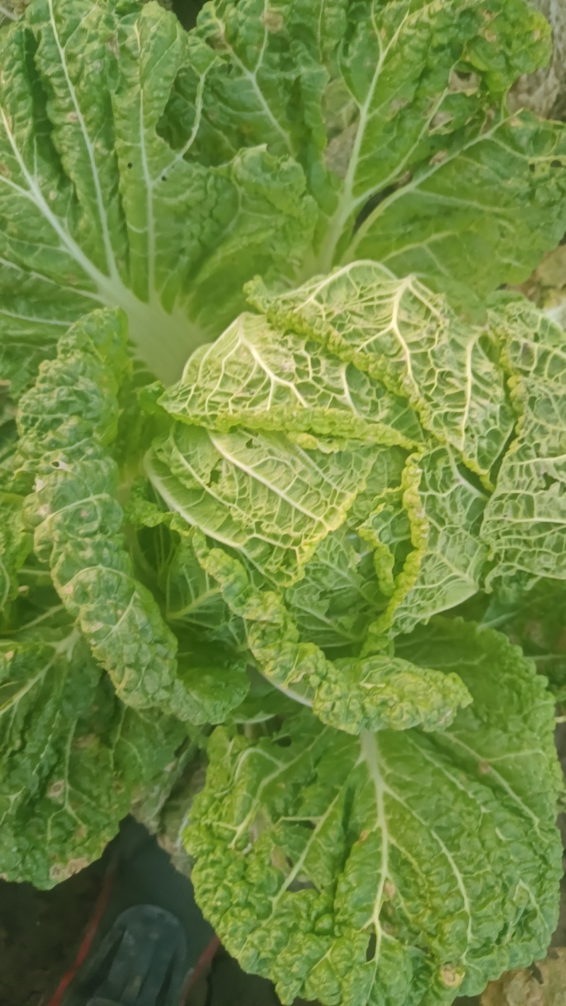 黄心白菜，有大量需要的老板联系