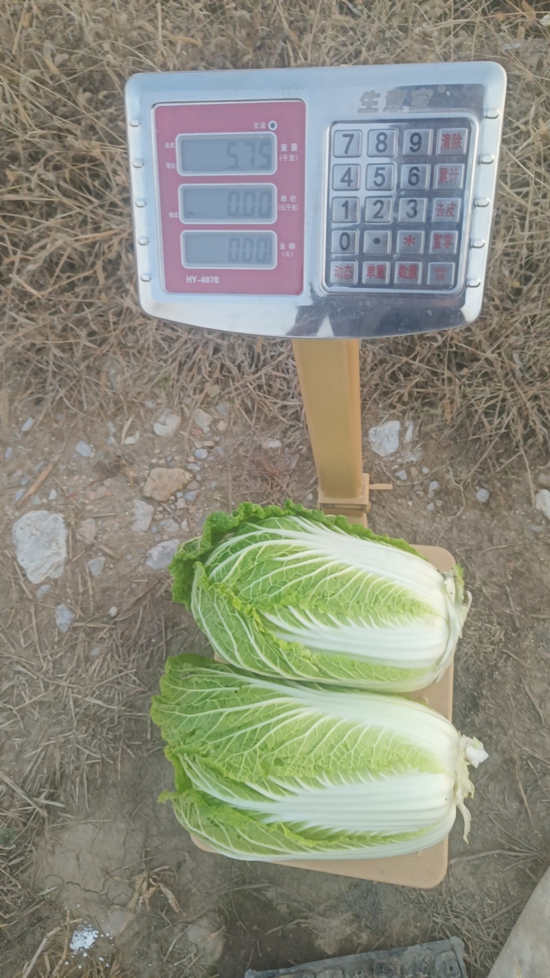 黄心白菜，有大量需要的老板联系