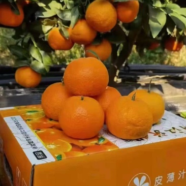 云南丽江沃柑产地直发保质保量欢迎随时电话洽谈