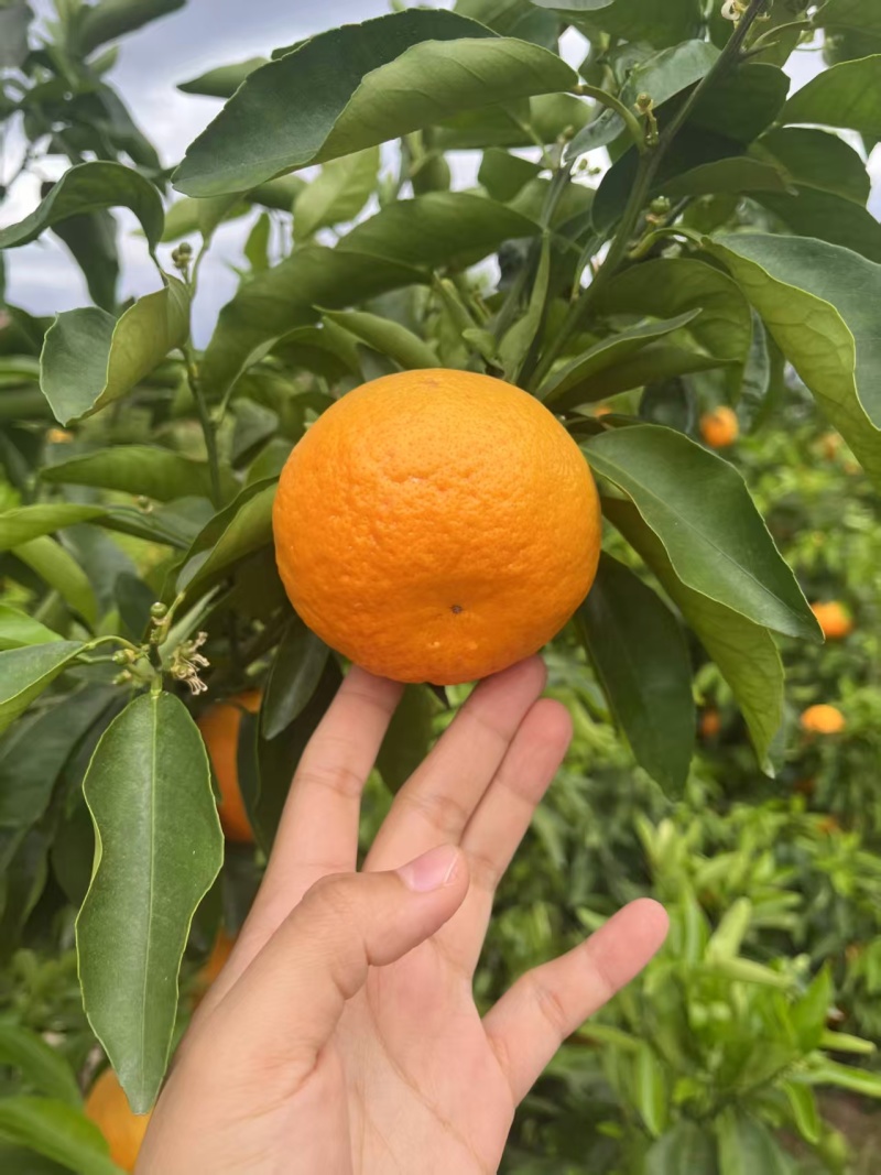 云南丽江沃柑产地直发保质保量欢迎随时电话洽谈