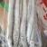 精品带鱼货源充足量大从优质量保证质量诚信经营欢迎咨询