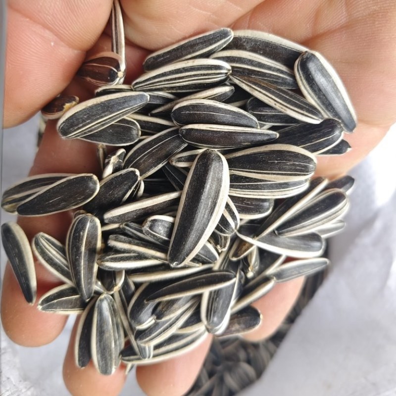 葵花籽同辉18同辉20，瓜子