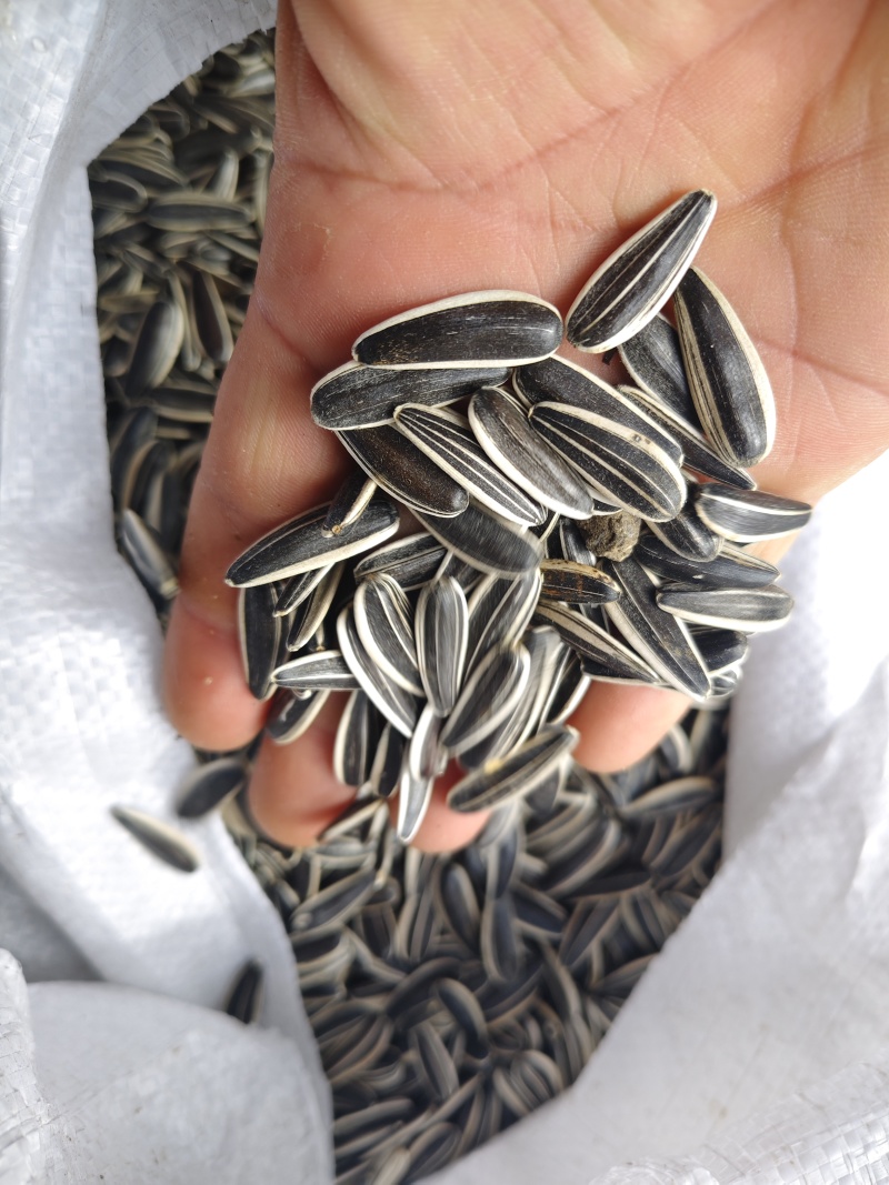 葵花籽同辉18同辉20，瓜子