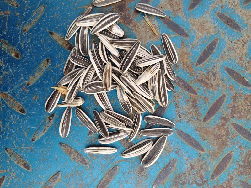 葵花籽同辉18同辉20，瓜子