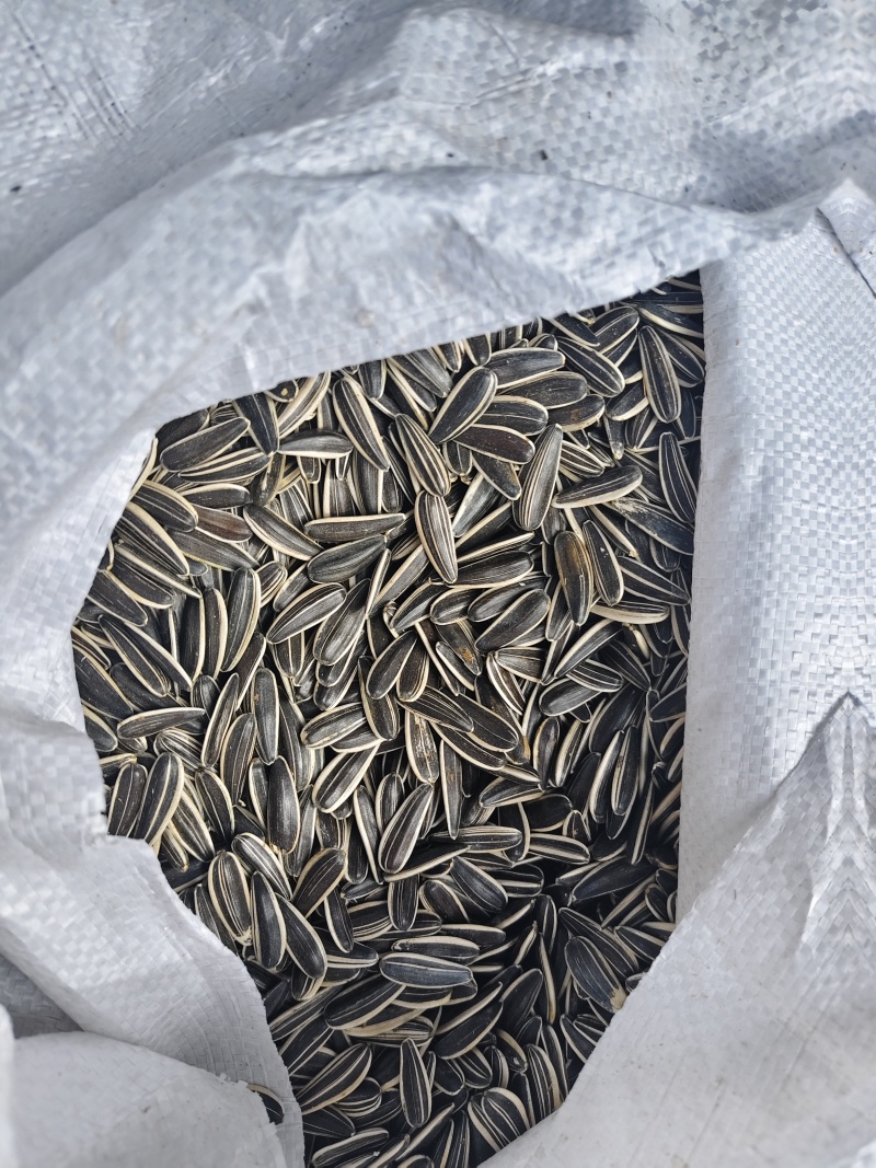 葵花籽同辉18同辉20，瓜子
