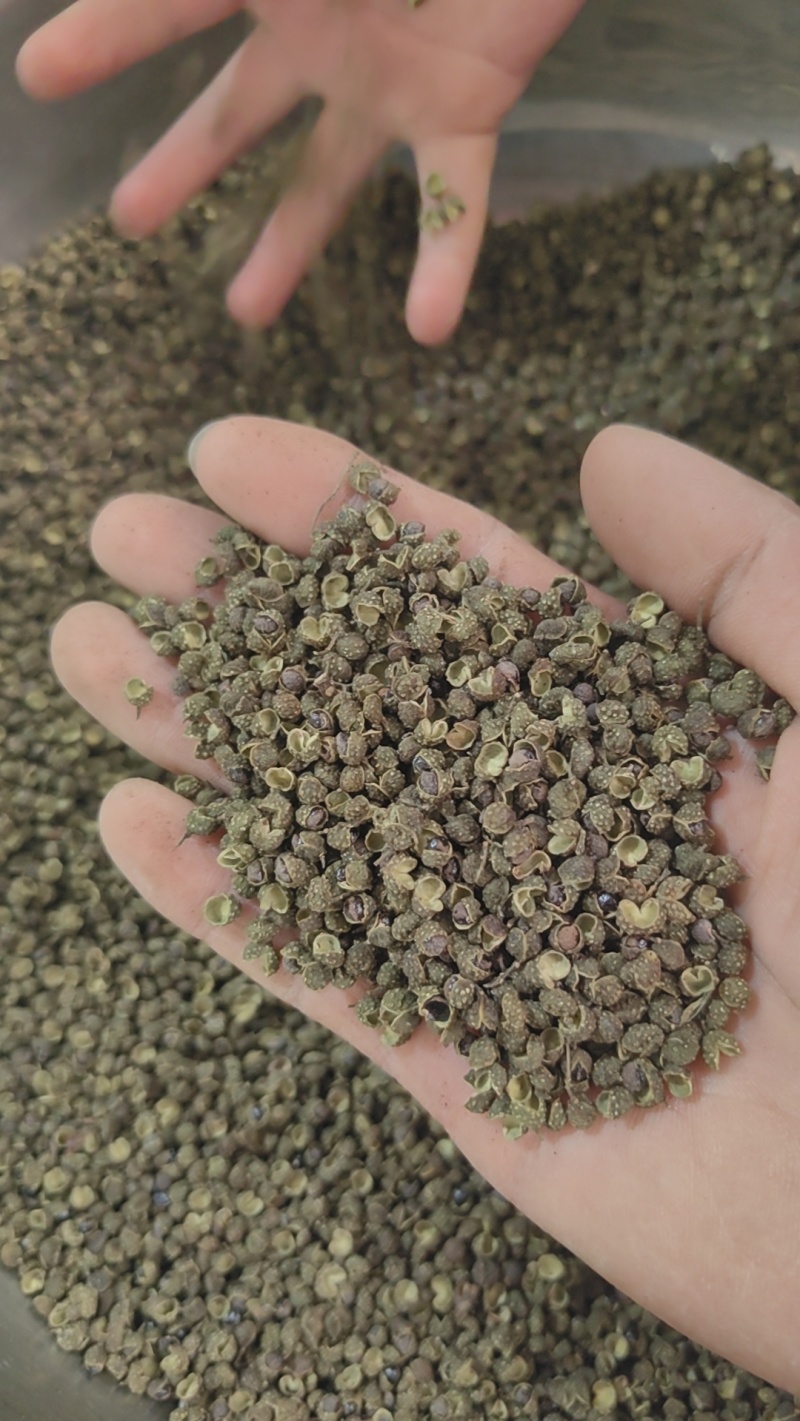重庆青麻椒干货开口好麻度高净货青麻椒YY货