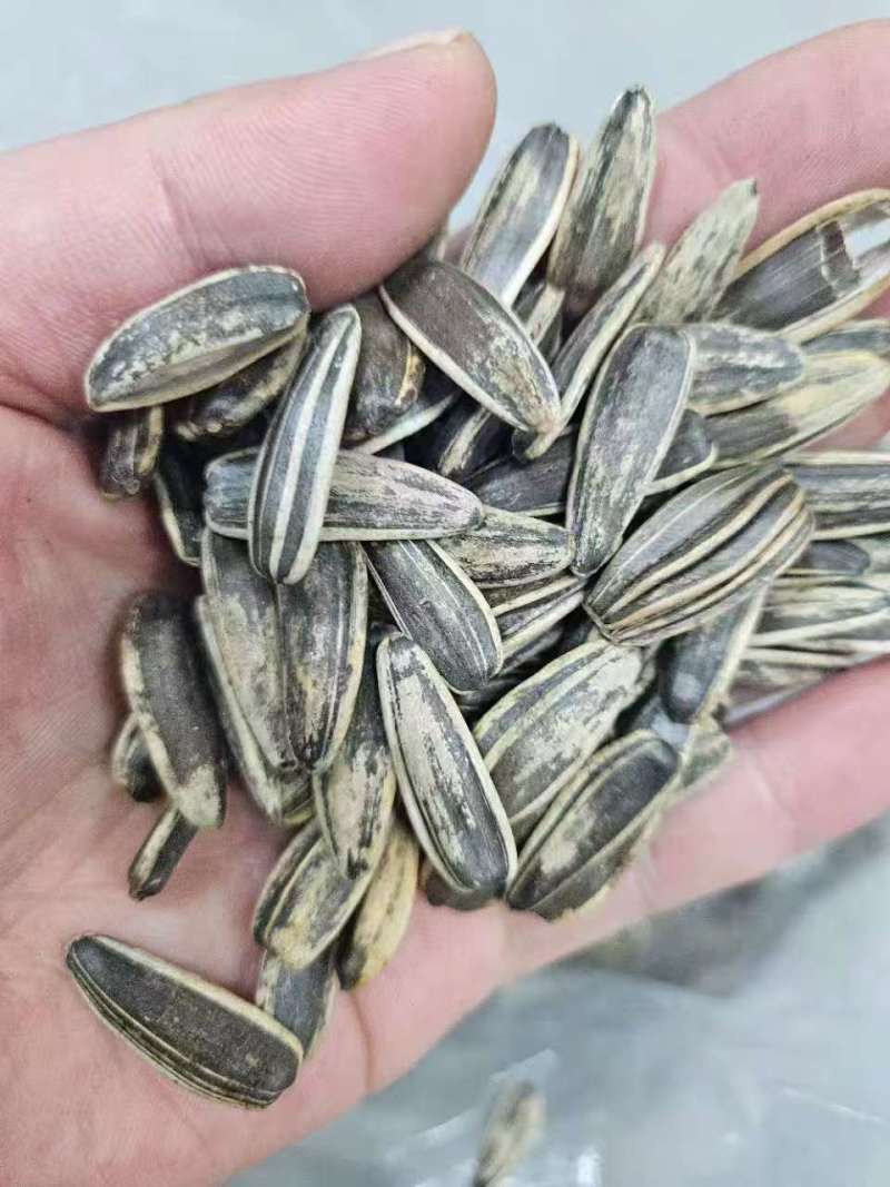 葵花籽现货