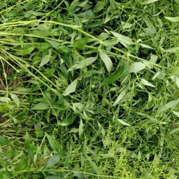穿心莲药材