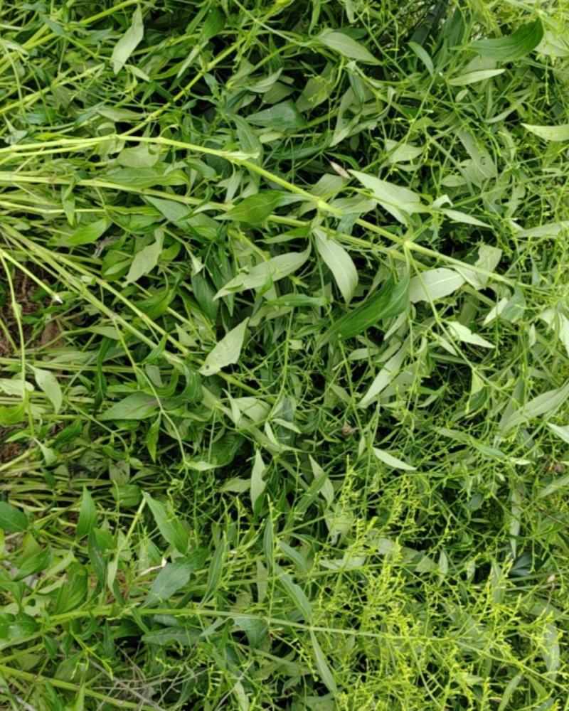 穿心莲药材