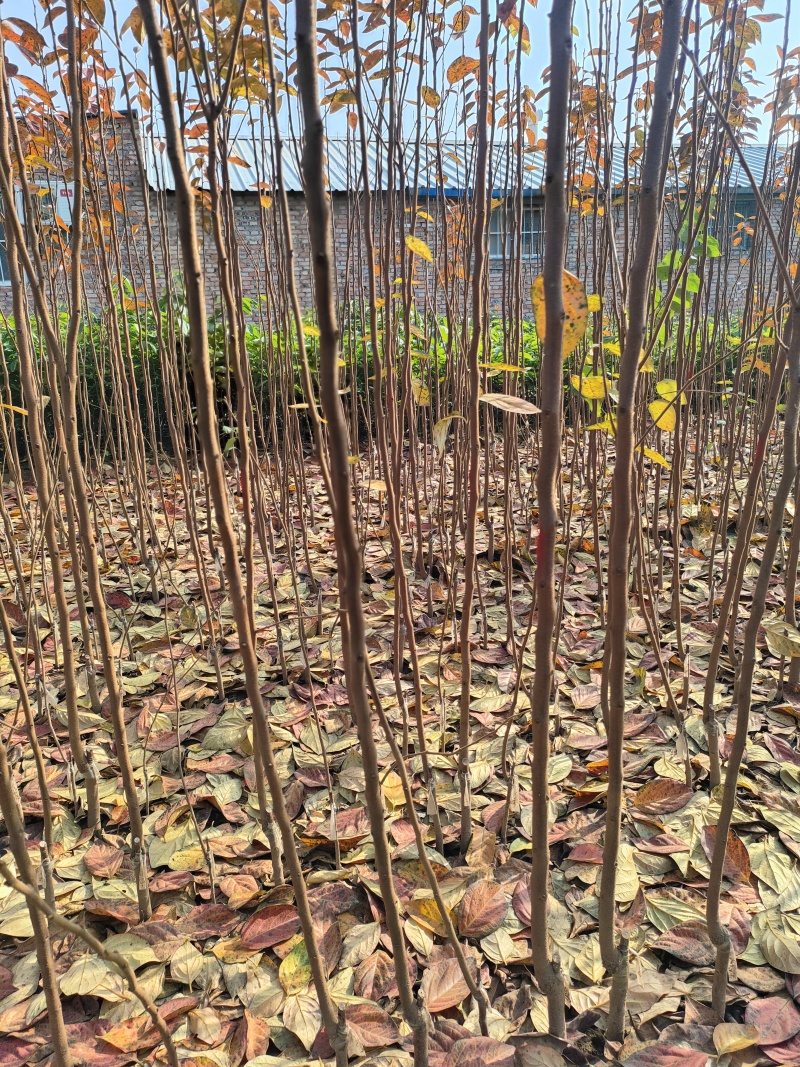 柿子树