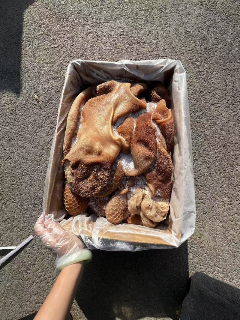 黄羊肚