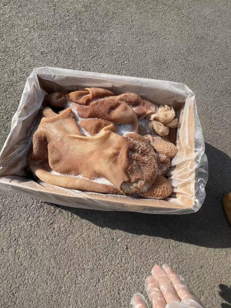黄羊肚