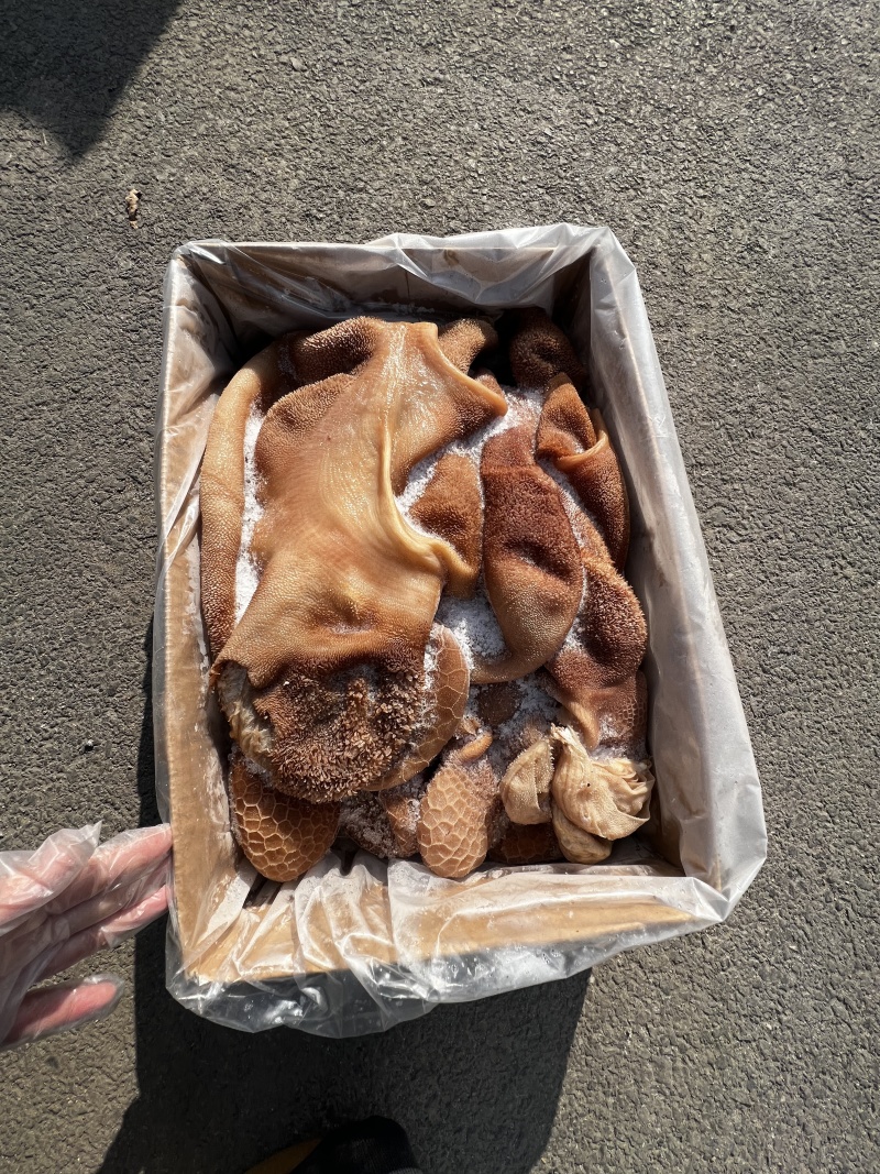 黄羊肚
