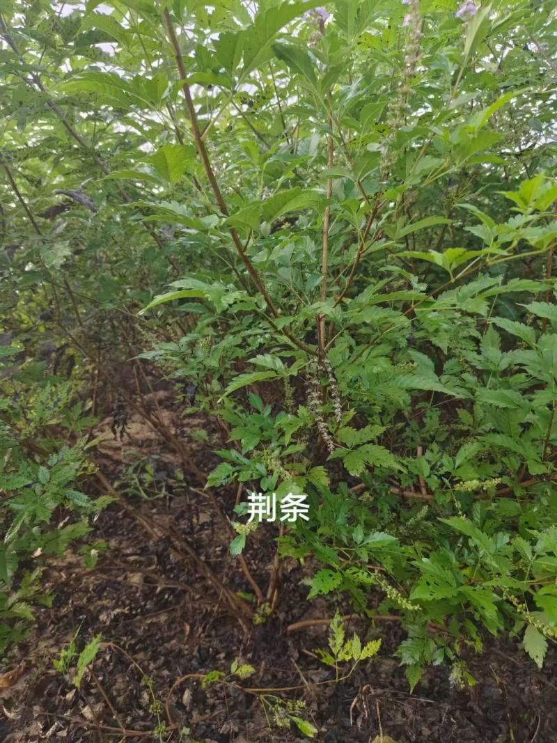 荆条种子厂家一手货源批发品质保证价格便宜欢迎下单咨询