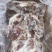 大日期肥猪前排10kg8片左右临期6吨临沂提货