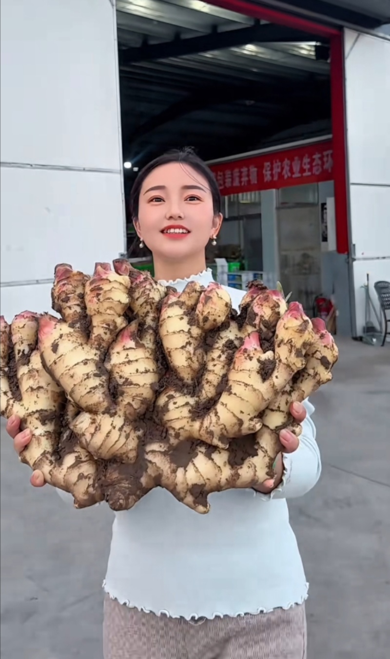 红芽鲜姜块头大杂质少产地一手货源保质保量价格便宜